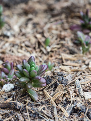 Sedum rubrotinctum.