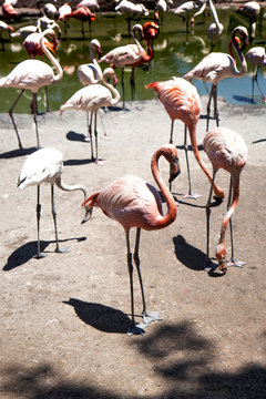 many pink and white flamingos in the wild