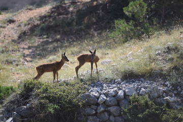 young deer