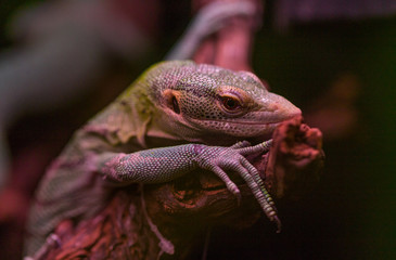 Lizard sitting on a tree branch. Small, tiny lizard is facing to the side. Lizard of iguana type relaxing on a wood.