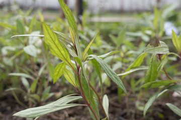 Justicia gendarussa Linn. plant and herb has medicinal properties