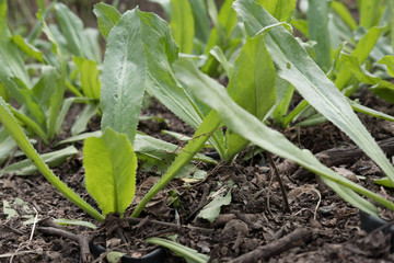 Fresh organic culantro, Sawtooth coriander, parsley growing on ground in garden
