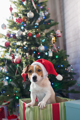 Dog breed Jack Russell under the Christmas tree