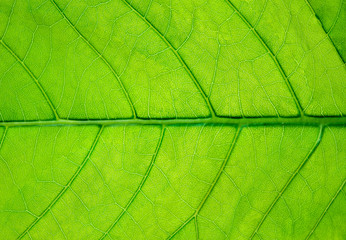 Fototapeta na wymiar big green leaf with veins background
