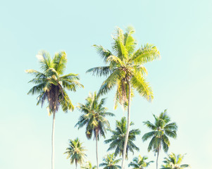 Fototapeta premium Coconut palms against the blue sky. Toned image
