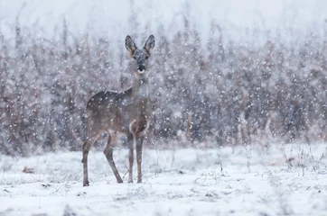 Photo sur Plexiglas Cerf Chevreuil sauvage dans une tempête de neige