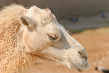 Obraz premium Bactrian camel (Camelus bactrianus) close-up 