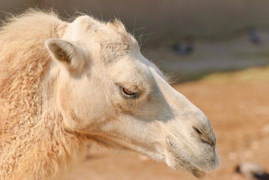 
Bactrian camel (Camelus bactrianus) close-up
