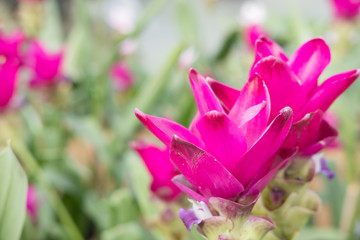 Siam Tulip in park. blooming pink flower in garden