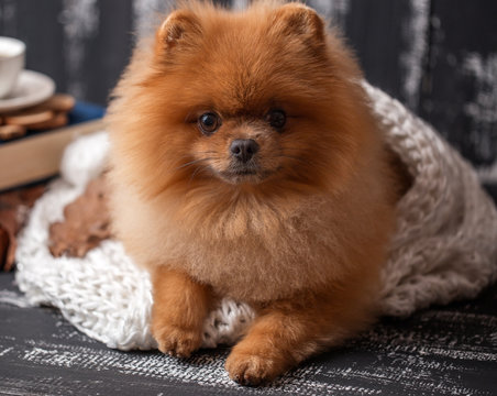 Pomeranian dog wrapped up in a blanket. A stack of books and a cup of coffee. Beautiful dog with books