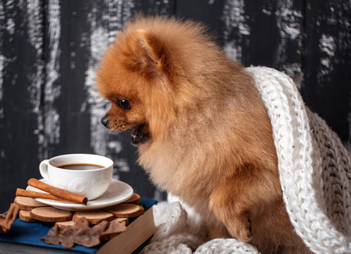 Pomeranian dog wrapped up in a blanket. A stack of books and a cup of coffee. Beautiful dog with books