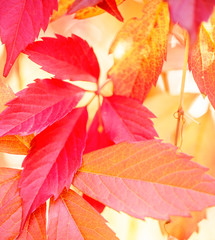 Red-yellow leaves of grapes