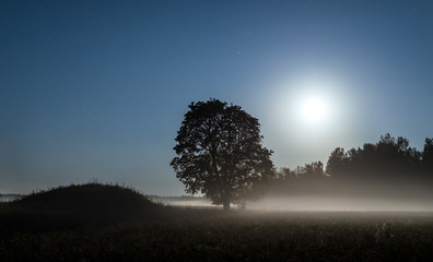 Moonrise on foggy day with tree