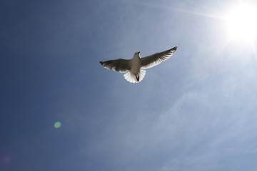 seagull
