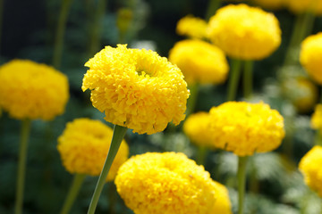 Marigold flower