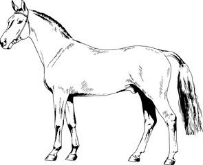 race horse without a harness drawn in ink by hand on background in full length