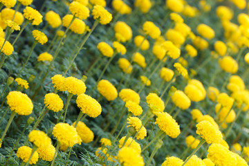 Marigold flower