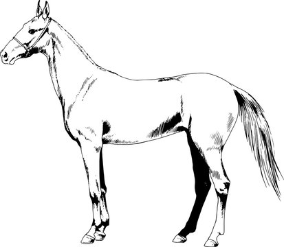 race horse without a harness drawn in ink by hand on background in full length
