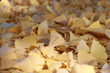 pile of yellow leaves fall on the floor. Background of colorful autumn leaves on the street.