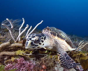 Obraz premium Hawksbill Sea Turtle (Florida)