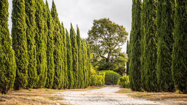 Zypressen in der Toskana