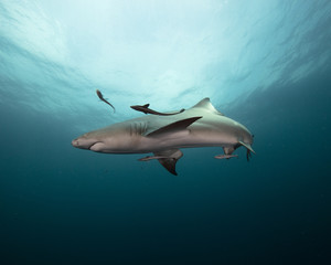 Lemon Shark (Florida)