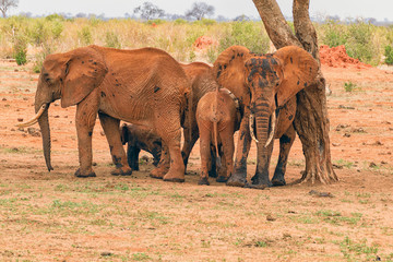 Fototapeta na wymiar Group of young elephants covered in black mud trying to survive the heat in the savannah in the tsavo east national park.