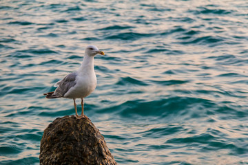 The seagull sitting on the concrete boulder in the sea closeup
