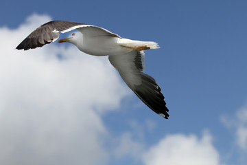 Flying gull