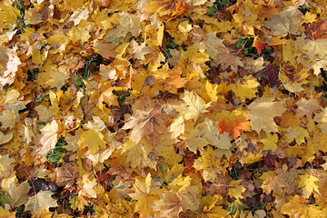 Фон из опавших кленовых листьев