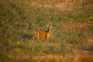 Roe in the Field in the Sunset
