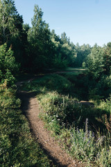 Fototapeta premium Walking in the city park at morning time. Summer light with a shadows in green forest. Fresh morning air.