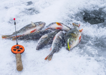 Perch lies on snow. Winter Ice fishing