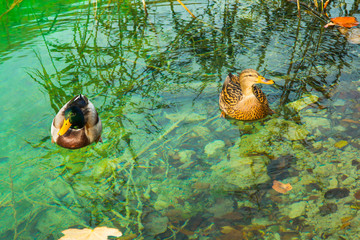     Two ducks on the surface of clear green water from above, Plitvice national park in Croatia 