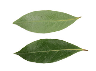 Fototapeta na wymiar laurel leaf isolated on white background. Fresh bay leaves. Top view