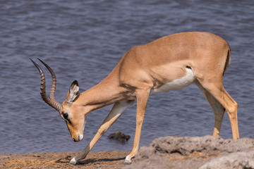 Impala Antilope