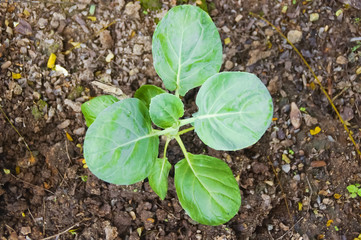 Chinese Kale or Gai lan planted in garden