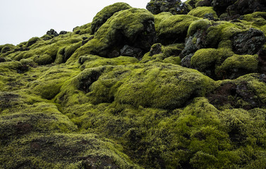 Landscape of Icelandic Lava Field with Volcanic Rock Covered by Lush Green Moss