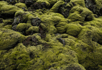 Icelandic Lava Field Landscape with Volcanic Rock Covered by Moss