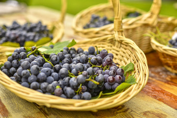 grapes in basket