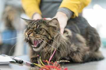 beautiful angry cat