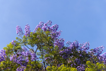 Flor Jacaranda in Guatemala, Jacaranda mimosifolia. Central America.