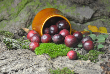 Fototapety na wymiar - Fototapeta24.pl