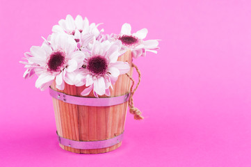 Pink chrysanthemum in rustic bucket