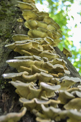 Wood parasitic fungi grow on an old tree in a large group