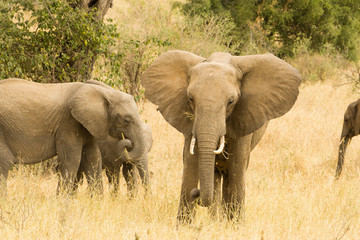 a group of African elephants on Tarangire park, Tanzania, Africa