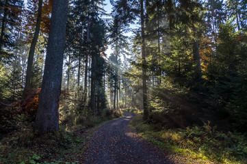 Fototapeta premium Herbstlicher Waldweg mit Streiflicht