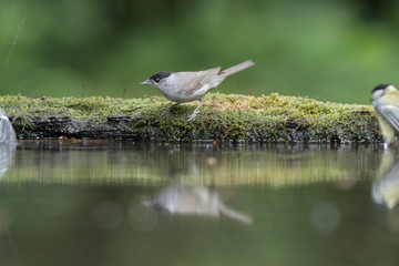 Eurasian blackcap