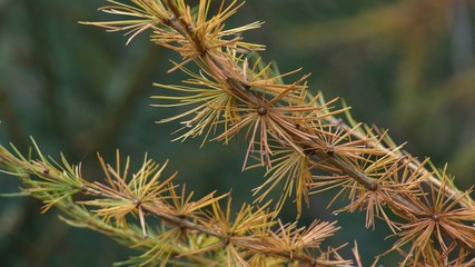 Lärche im Herbst