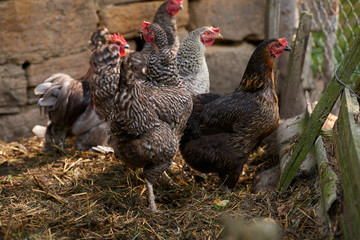 Free range chickens in field